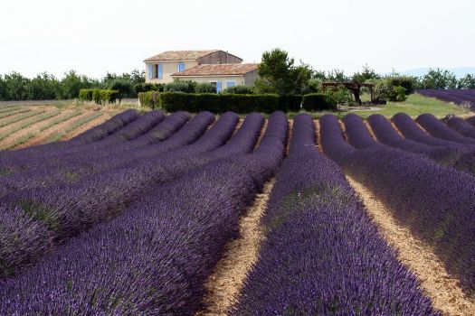 Piknik v Provence objednávejte v KNIHCENTRUM.CZ